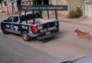 VIDEO: #TuxtlaGutiérrez #Chiapas Policías Municipales arrastran a perrito amarrado a su patrulla